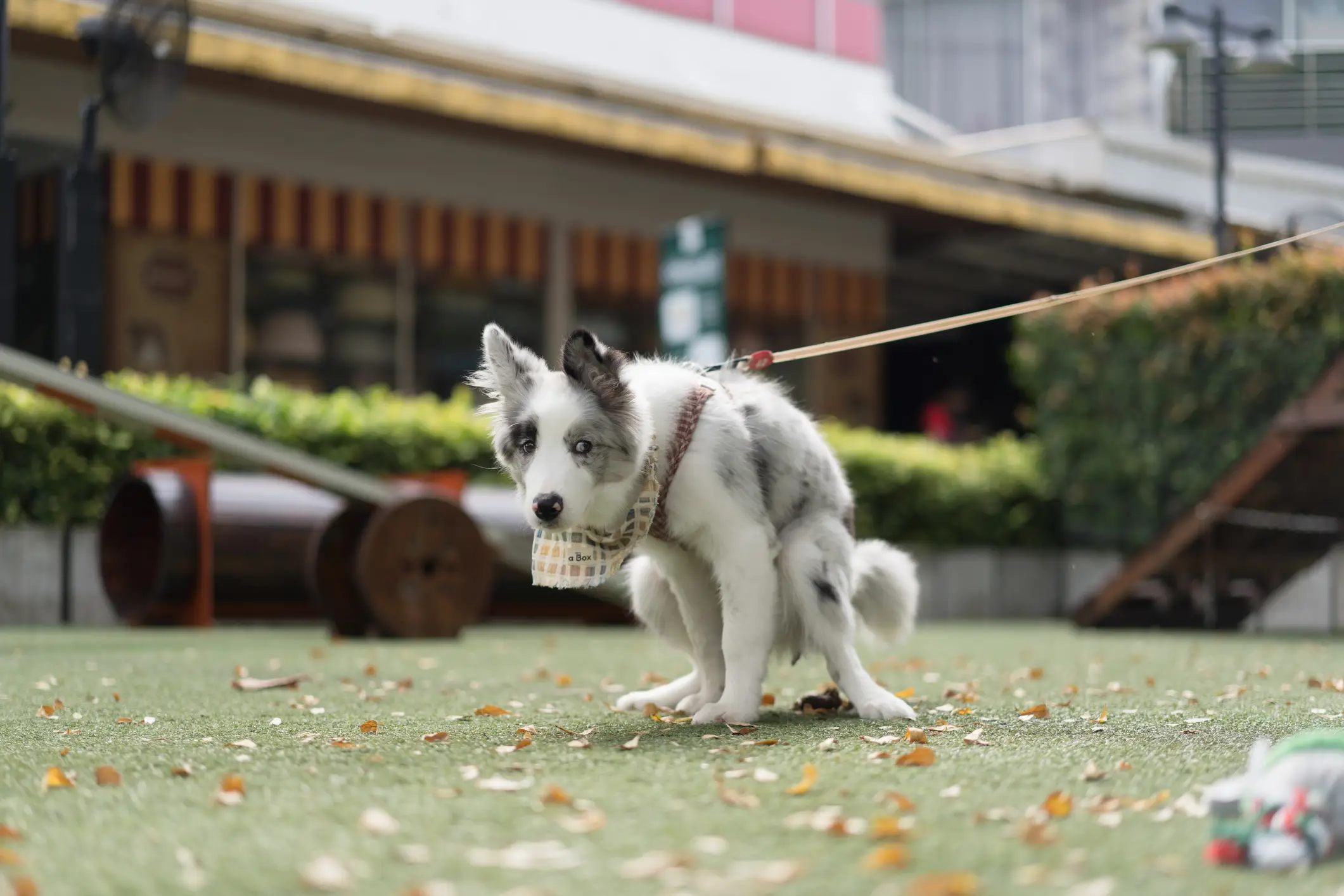 Dogs may remember positive reinforcement from toilet training as puppies (Getty Stock Image)