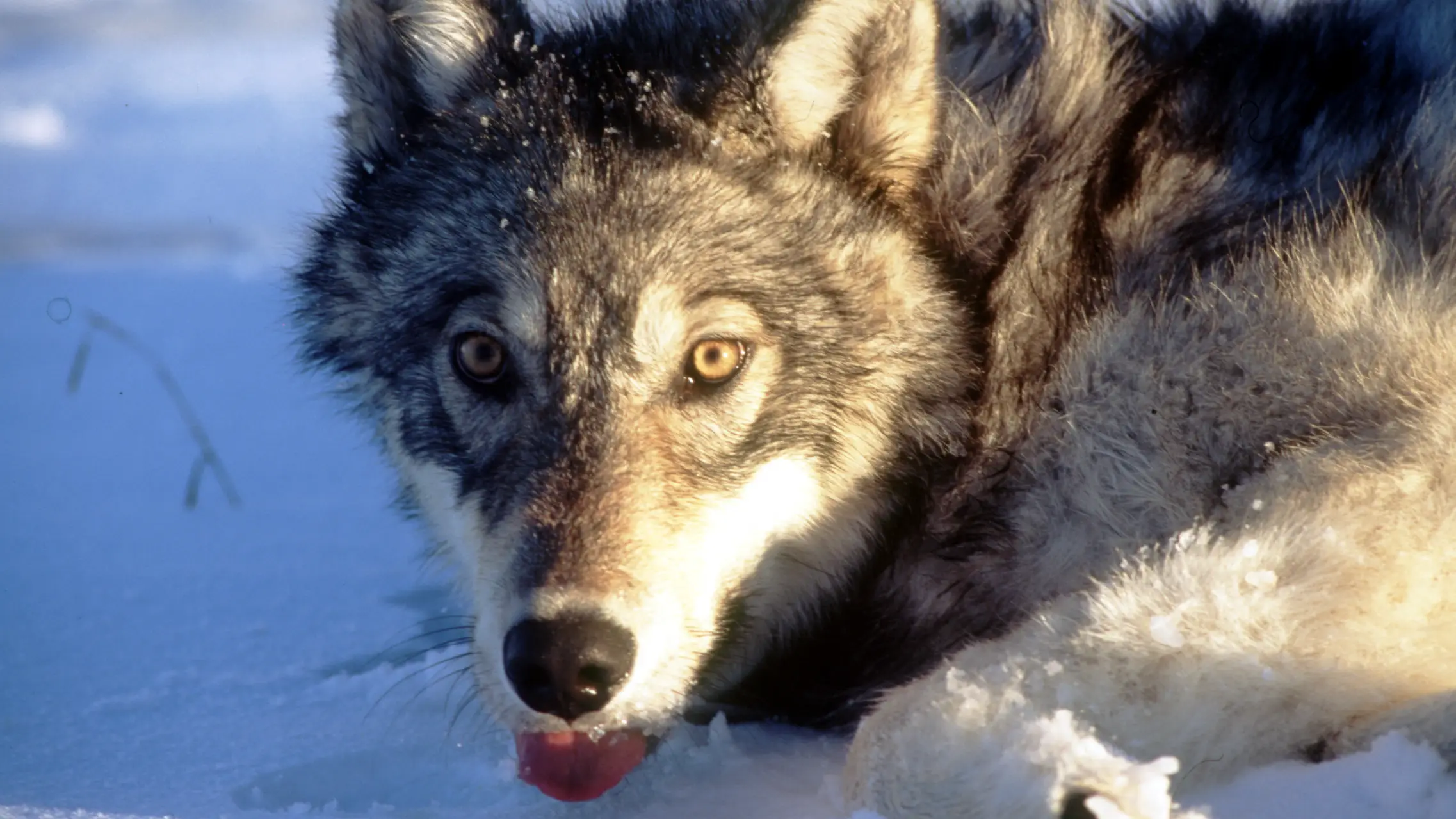 Scientists discovered ‘mind-controlling’ parasite in wolves that can also infect humans