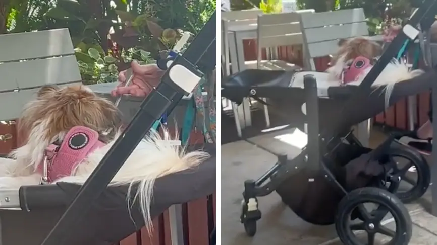 TikTok/@angelicaaabee