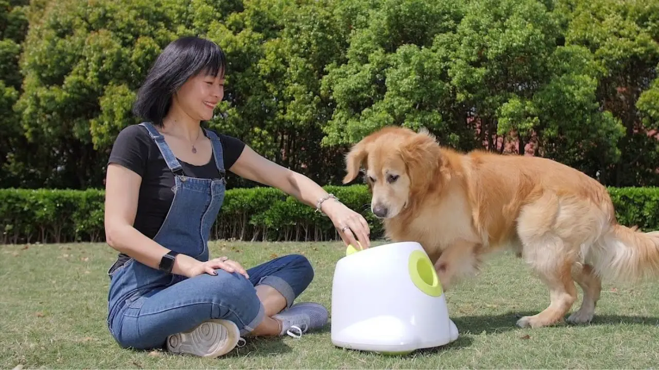Dog owners say 'brilliant' Amazon gadget keeps pets 'entertained for hours on end'  