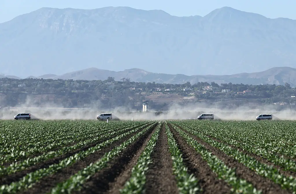 The raid took place at Glass House, a legal cannabis farm (Mario Tama / Getty Images)