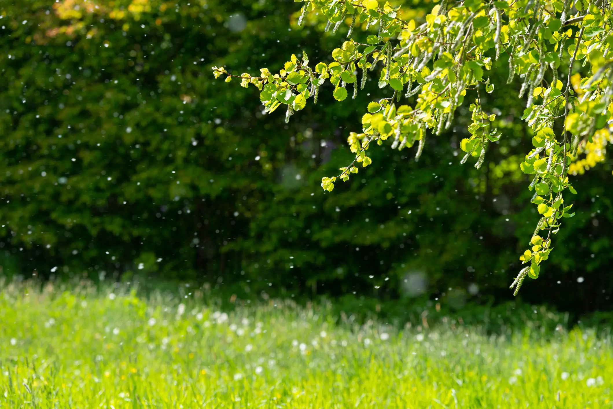 Pollen levels are at their highest in the UK between late March and early September (Getty Images/Martin Wahlborg)