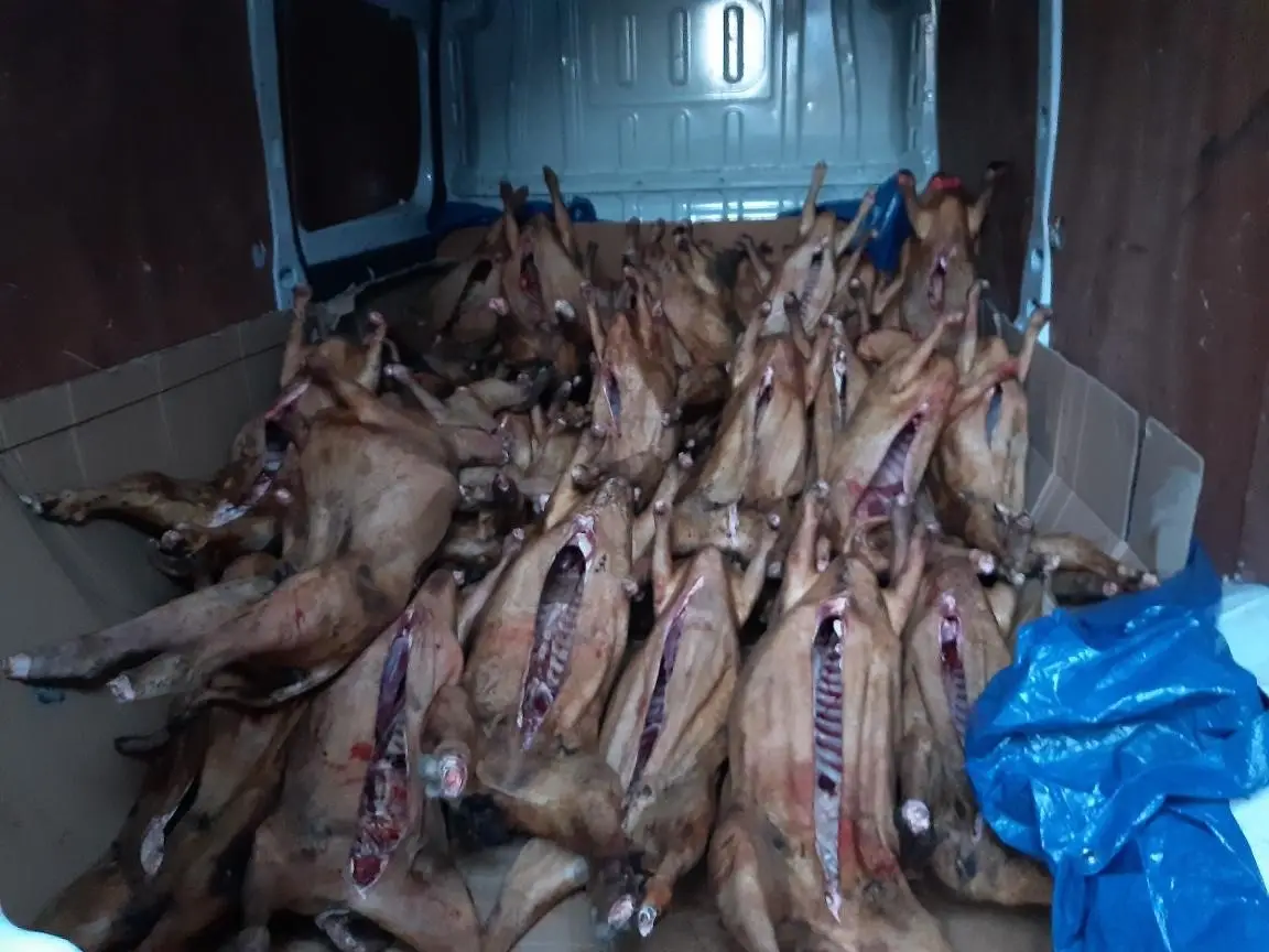 The carcasses were discovered in an unrefrigerated van (National Food Crime Unit)
