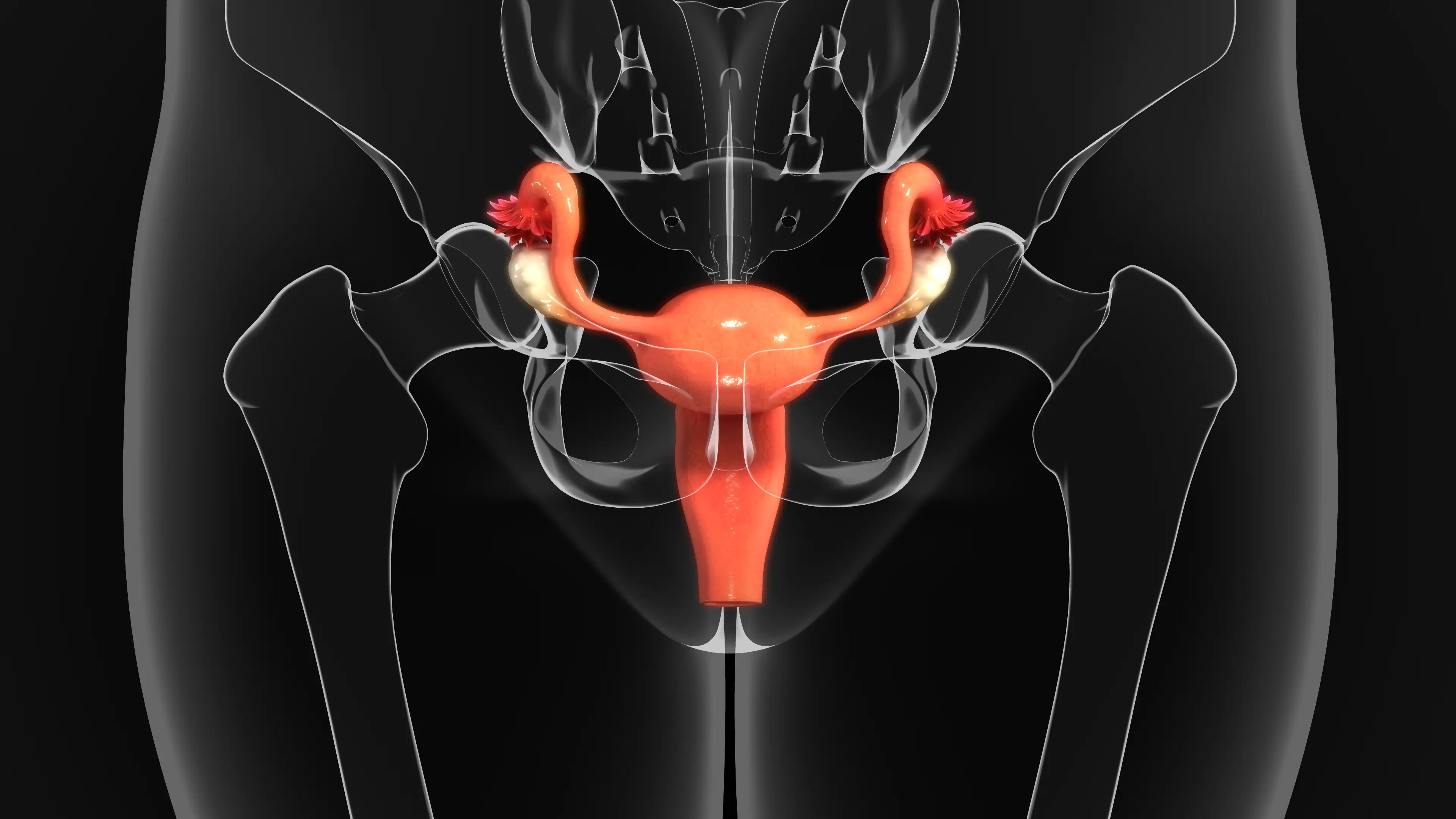 The breakthrough finding could eventually lead to new treatments for infertility and other reproductive health conditions (Getty Stock Images)