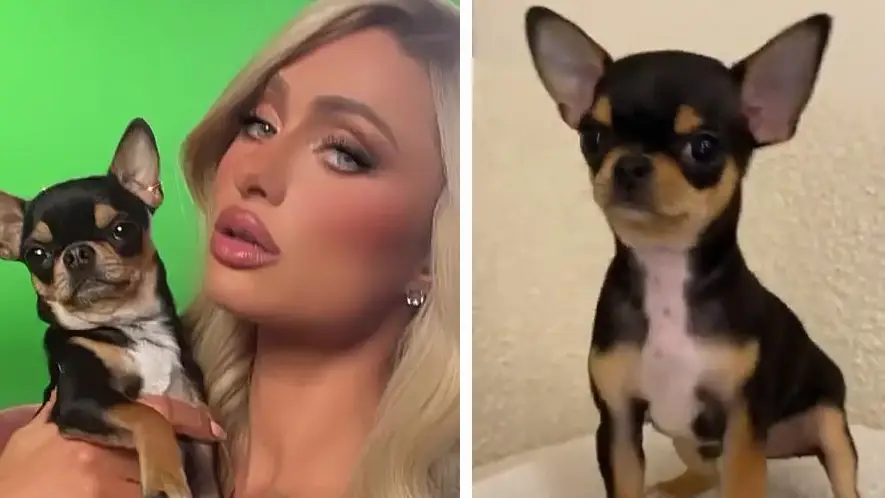 @parishilton/Instagram