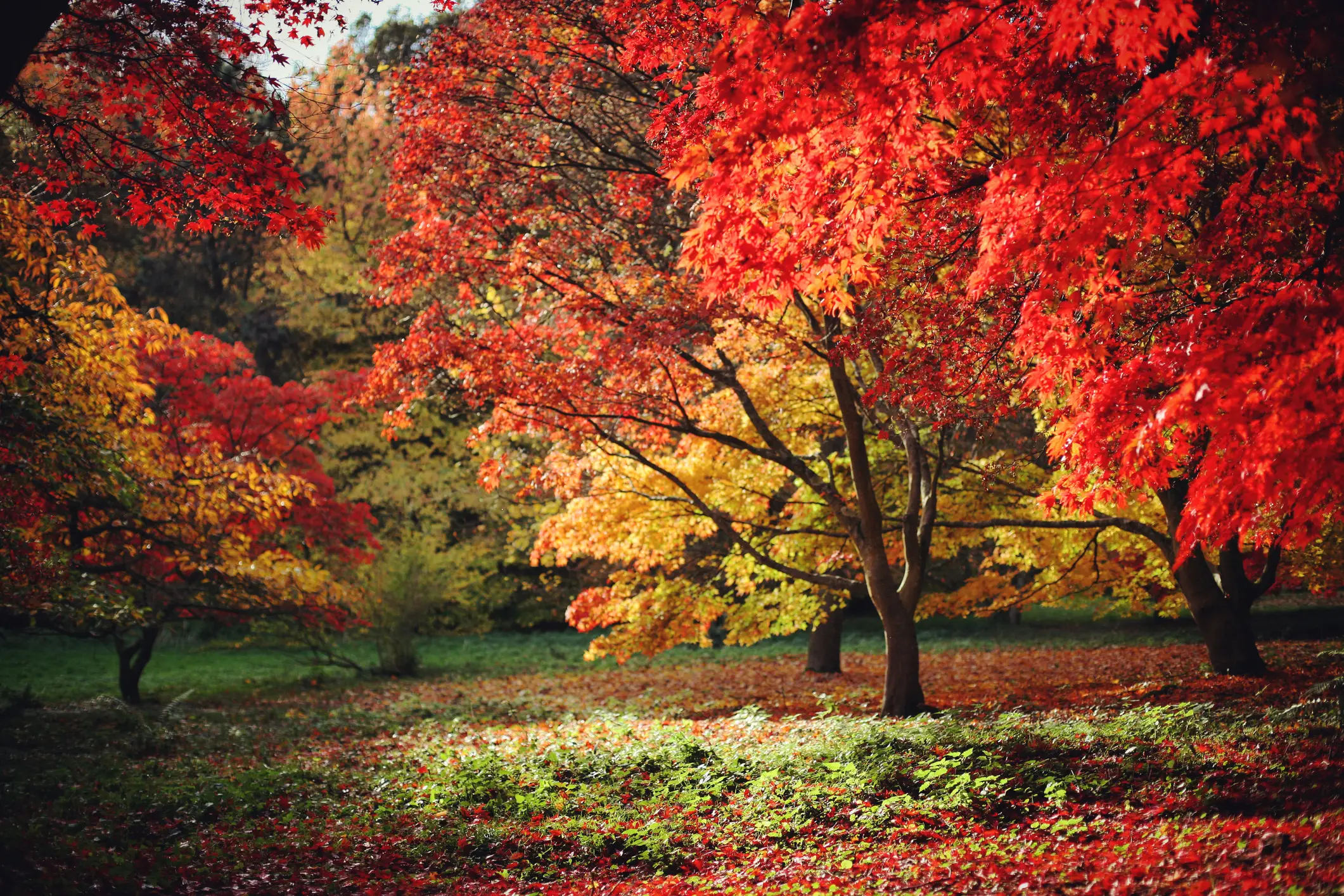 Summer is over, Autumn is upon us (Getty Stock Image)