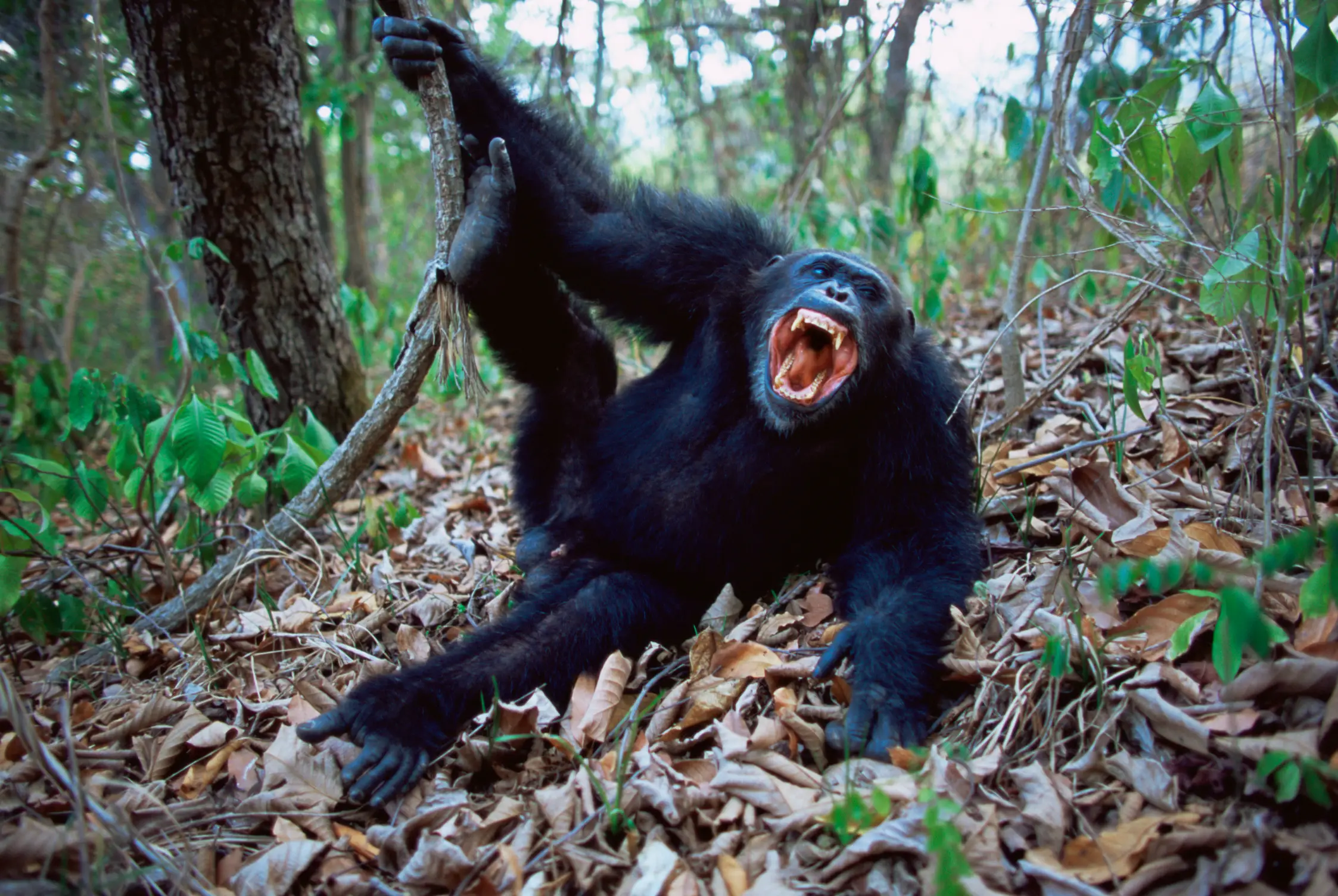 The world's largest group of chimpanzees are viciously at war with each other (Getty Stock Image)