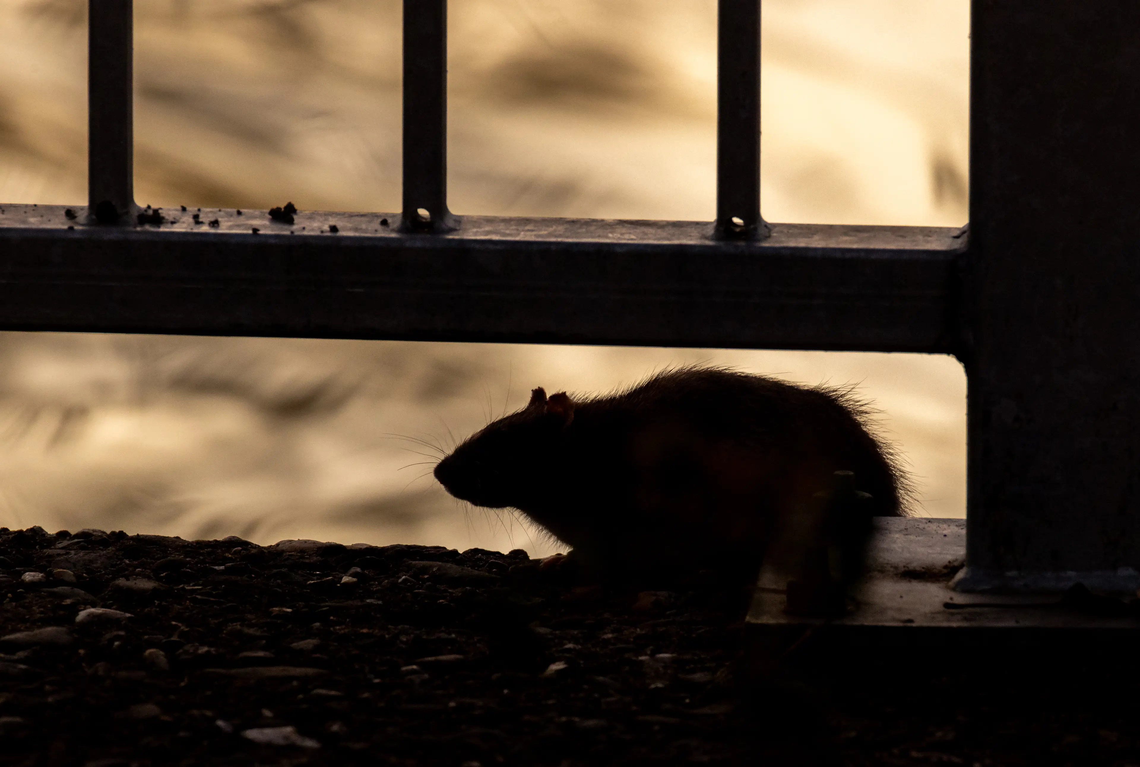 Hantavirus is primarily spread to humans through contact with infected rodents, but the Andes strain can pass person to person (Getty Stock Image)