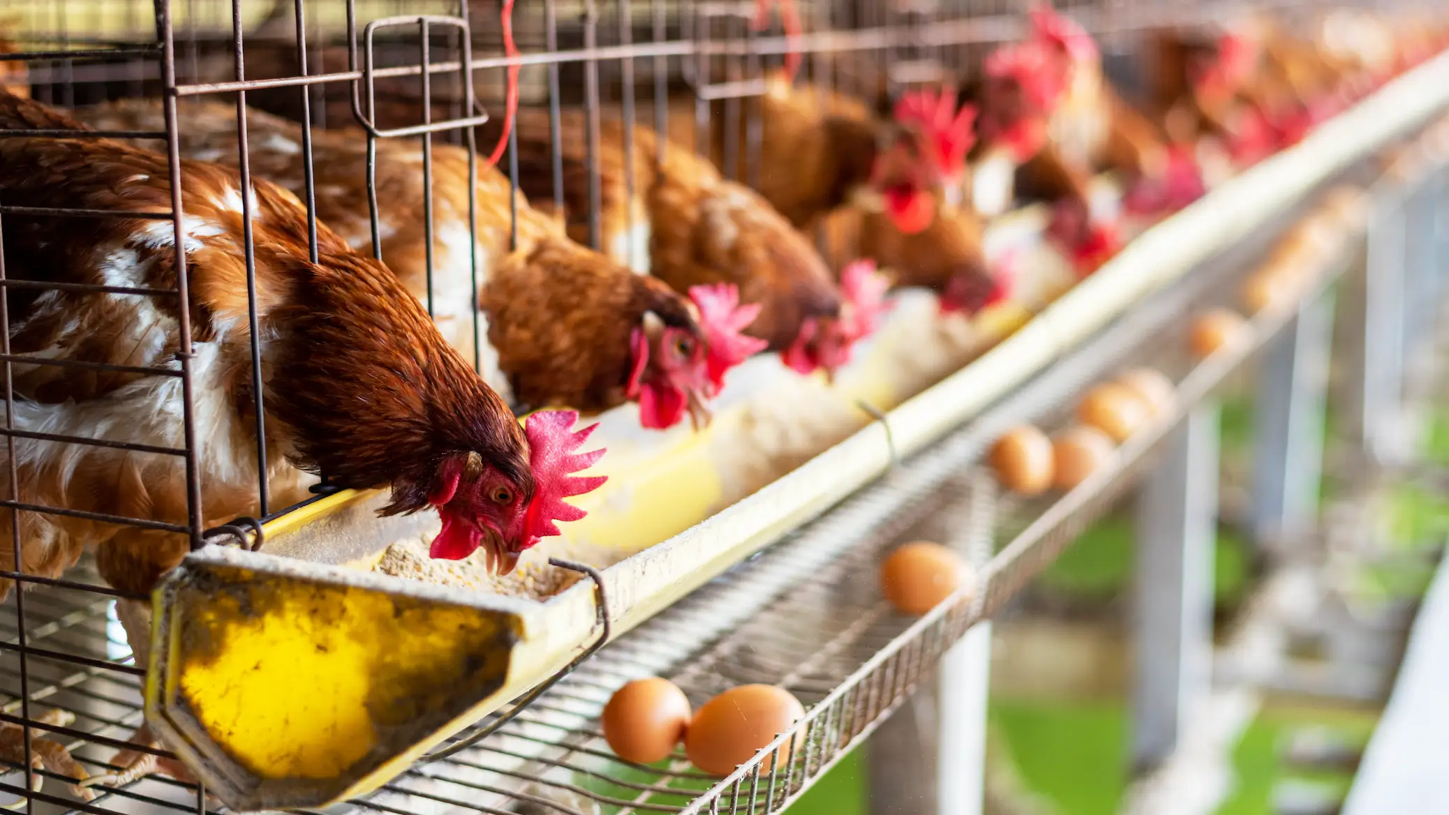 Scientists finally have answer to age-old question about whether chicken or egg came first