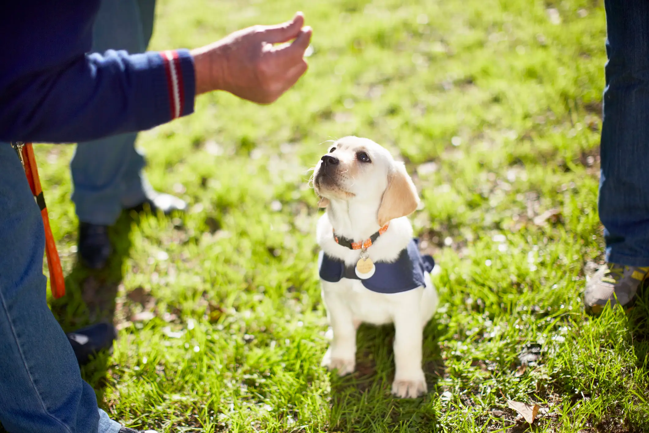 The restaurant worker quizzed Paul about his guide dog. (Westend61 / Getty Images)