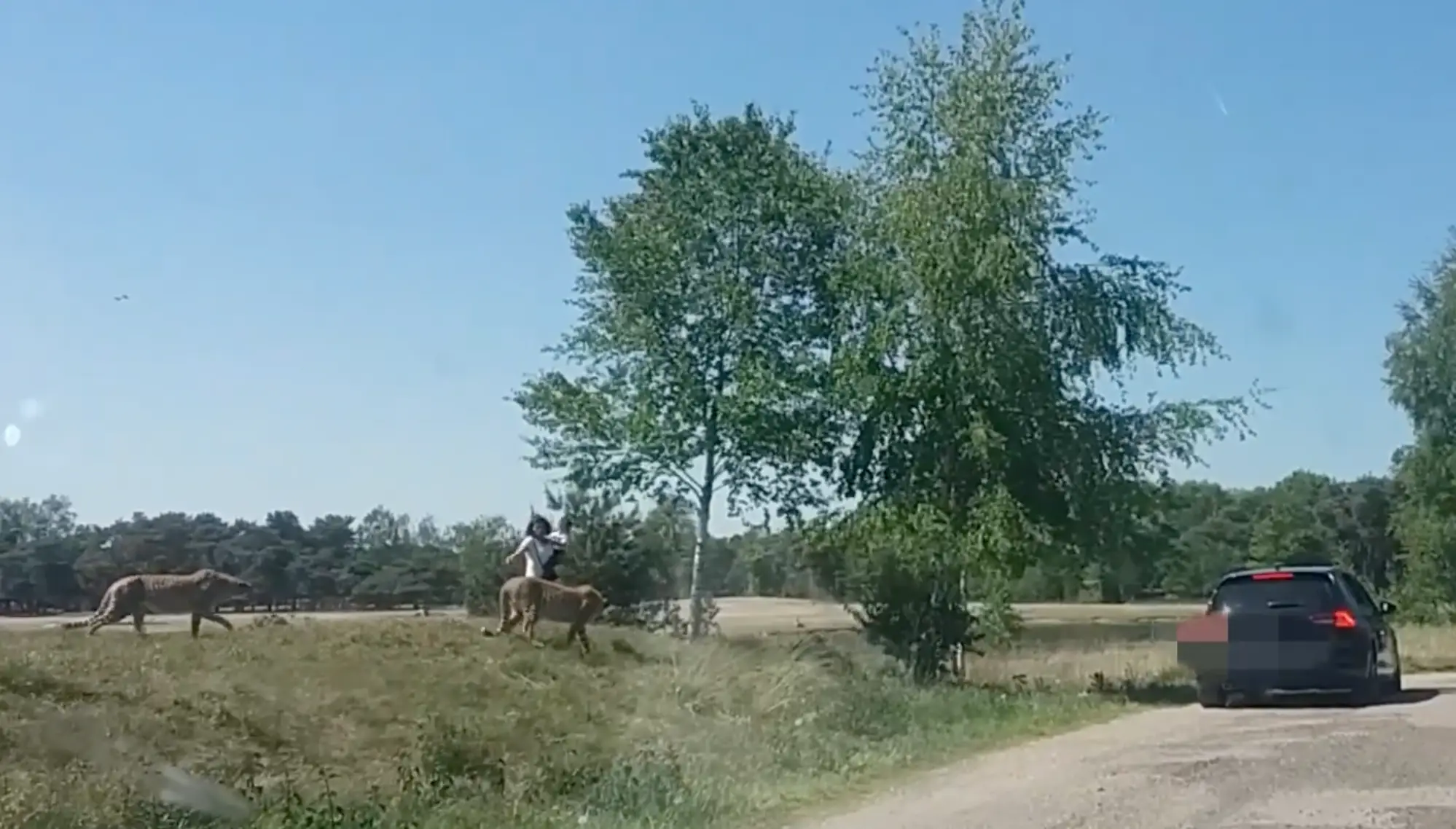A family made the incredibly foolish decision to exit their vehicle in a safari park. (ViralHog)