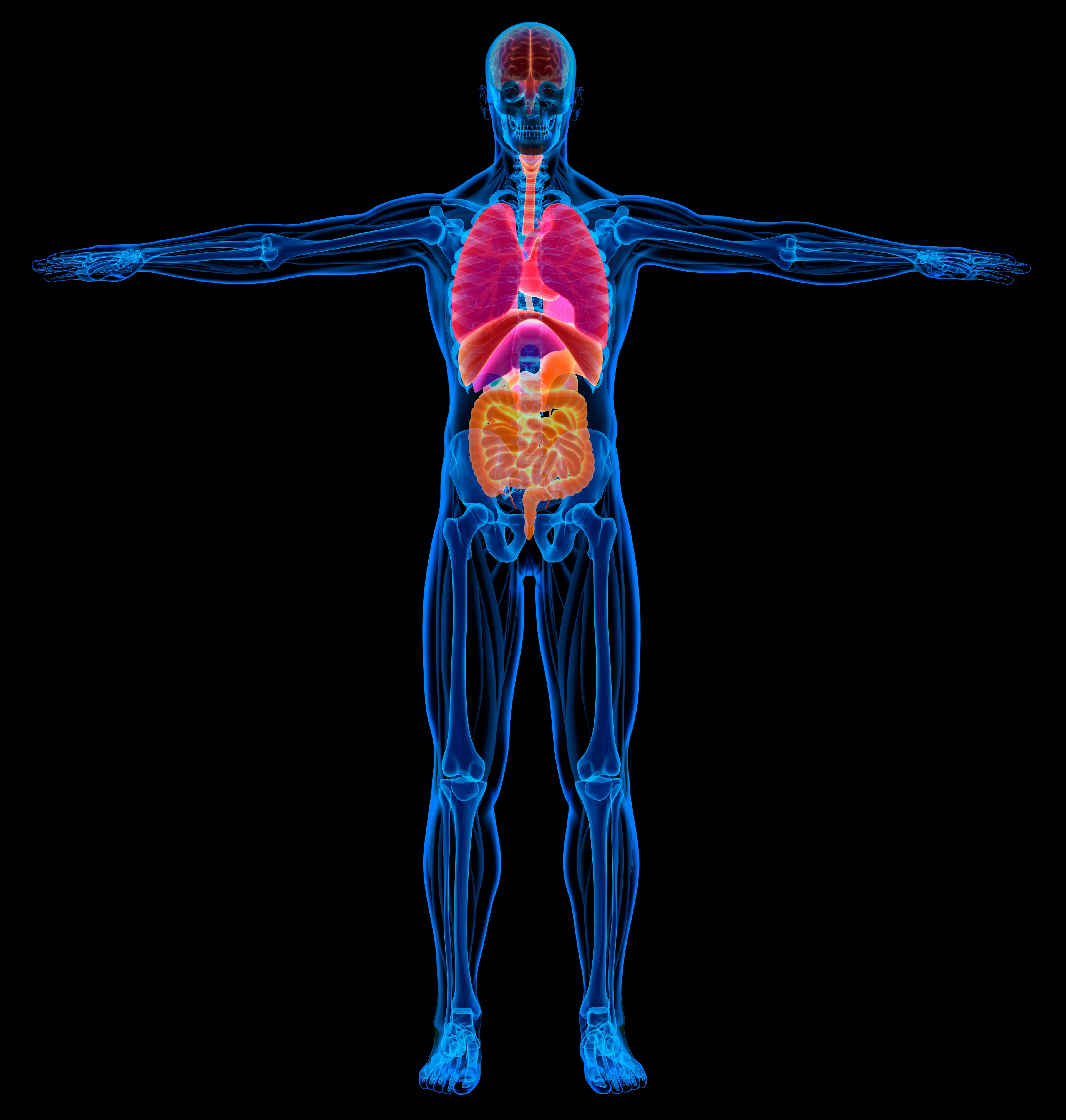 A recent study claimed that UPFs cause harm in every major organ (Getty Stock Image)