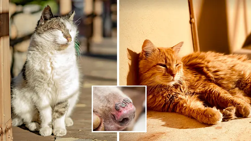 Pet Owners Warned As UK Temperatures Set To Soar