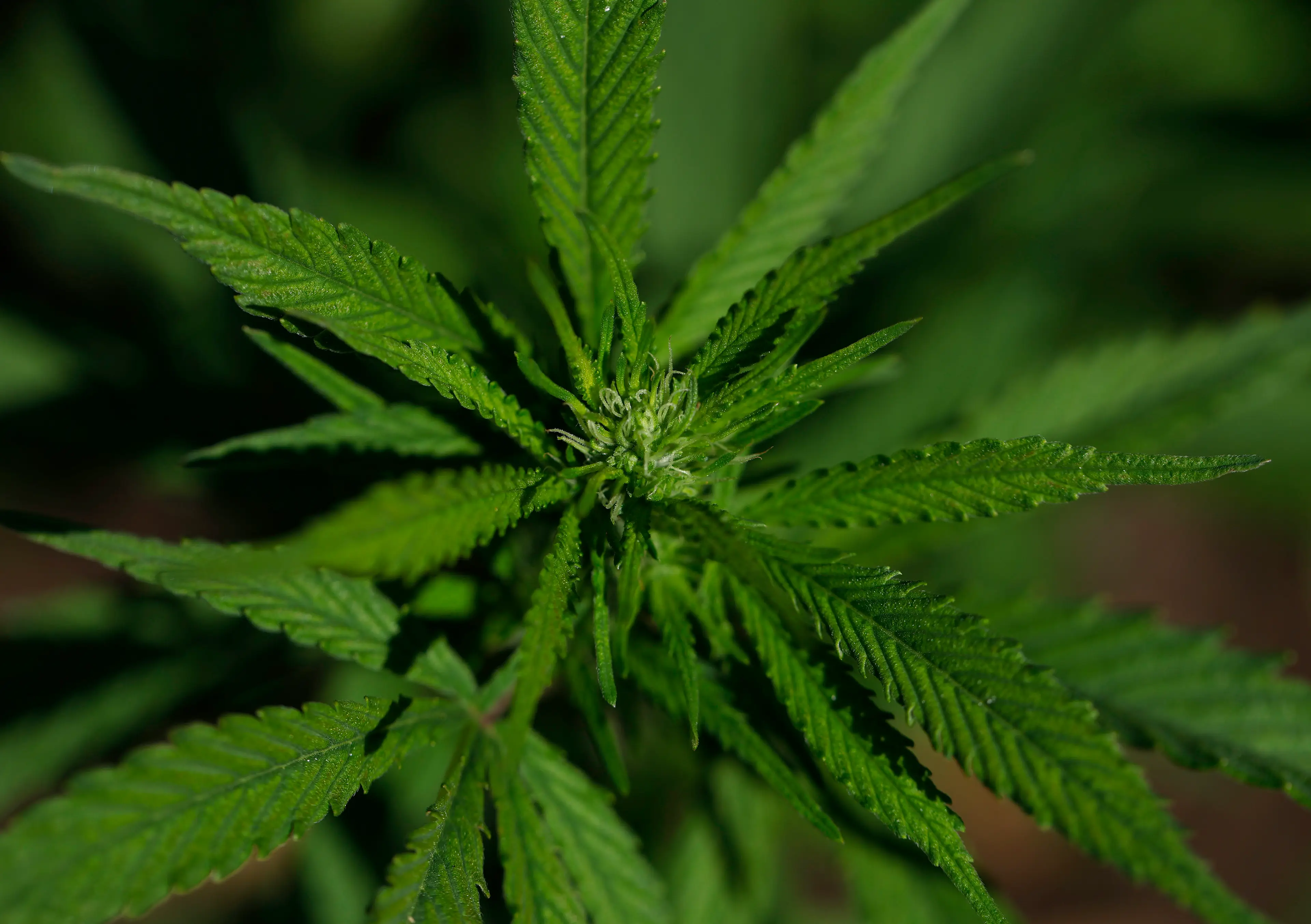 America's cannabis laws can be a tricky subject to wrap your head around (Justin Sullivan/Getty Images)