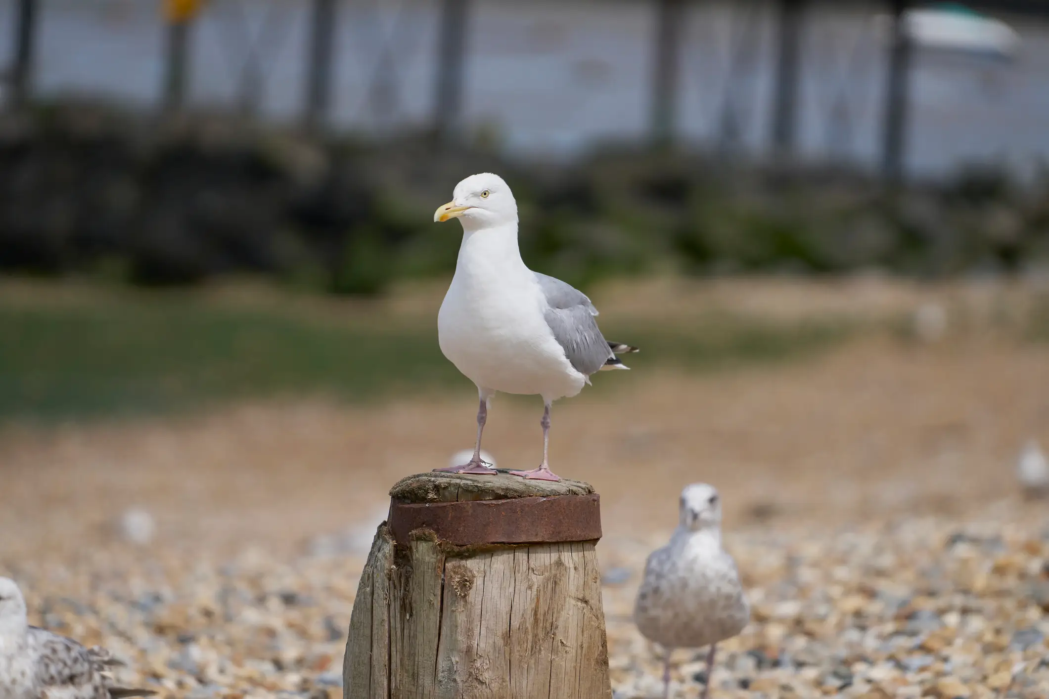 The name comes from the pesky - but determined - birds (Getty Stock)