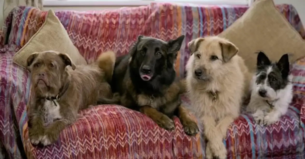 Four dogs were seen watching him on TV.