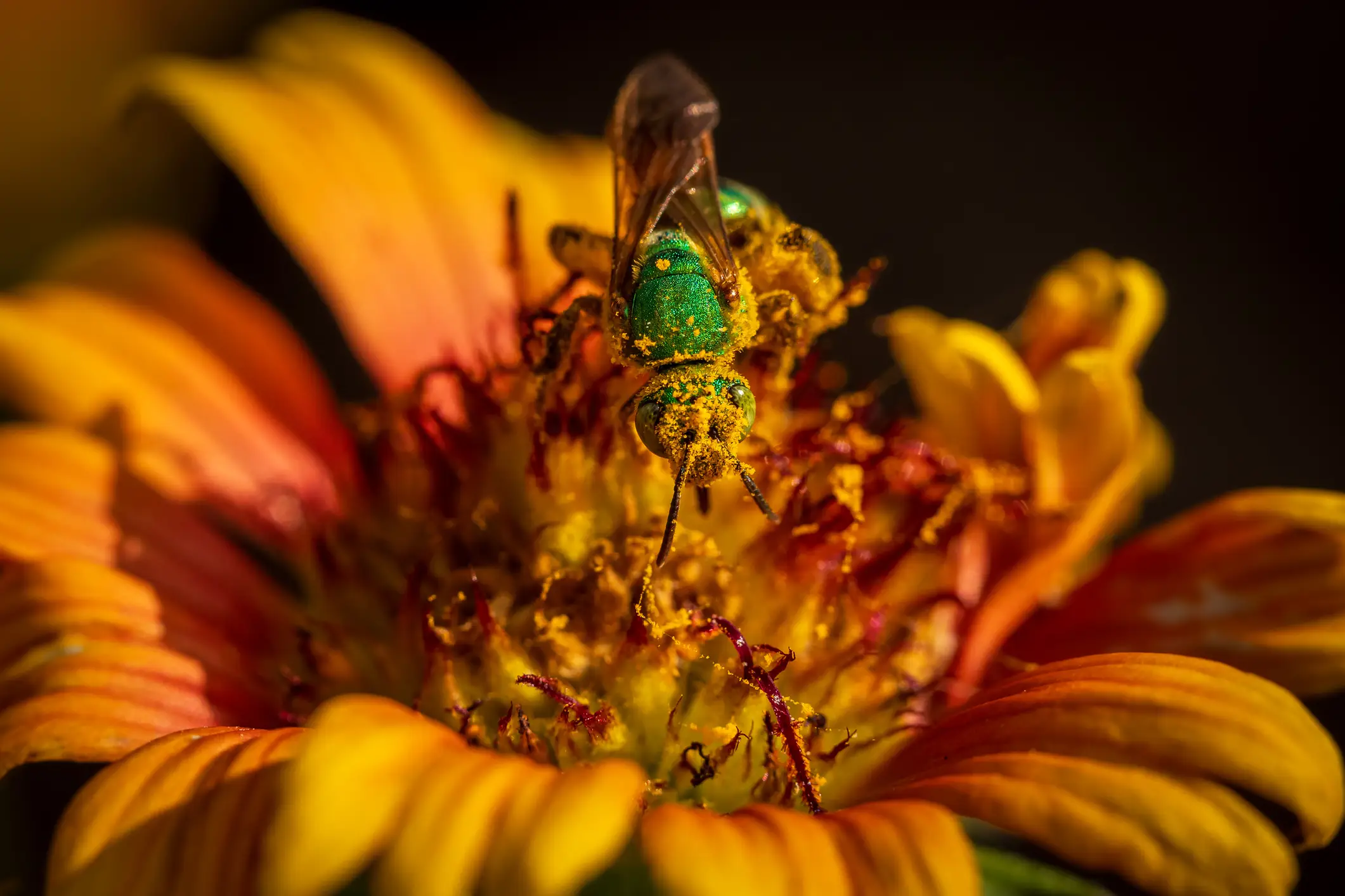 The UK is experiencing 'longer and more intense pollen seasons' with symptoms impacting people as early as February (Scott Spakowski / 500px / Getty Images)