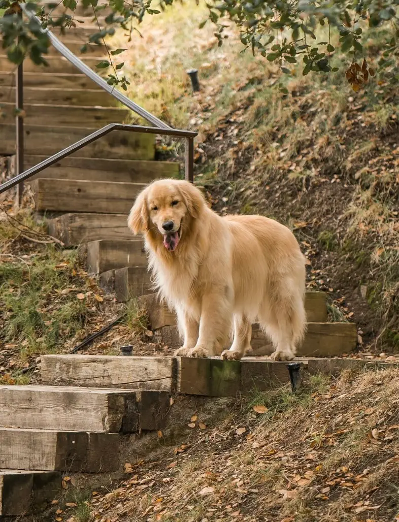 Garner revealed that her family dog Birdie has passed away (Instagram/@jennifergarner)