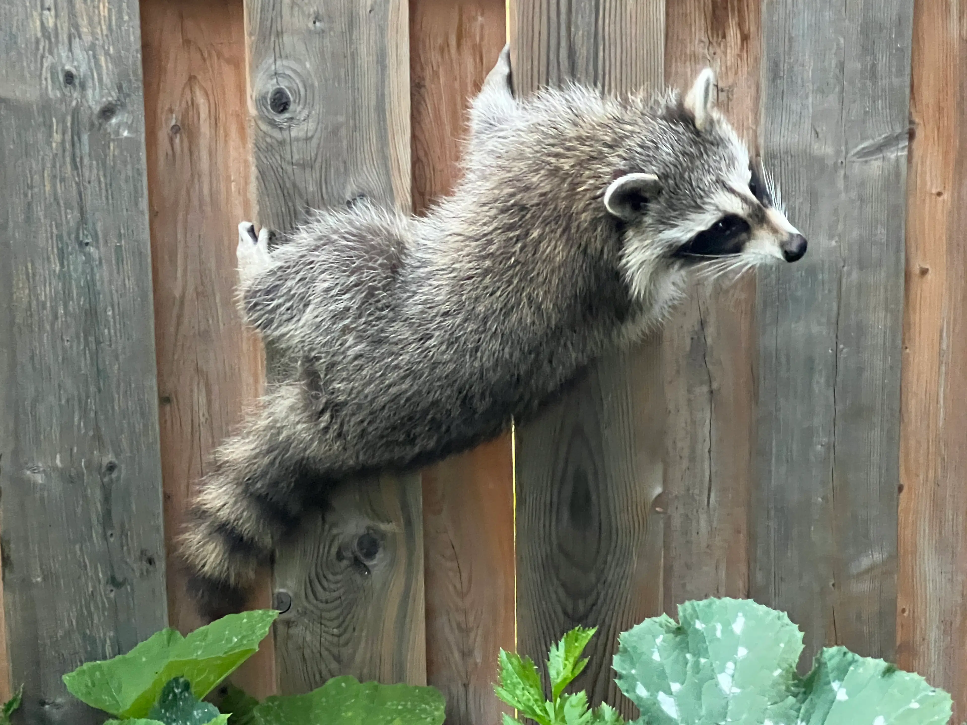 The disease is also known as raccoon roundworm disease (Creative Touch Imaging Ltd./NurPhoto via Getty Images) 