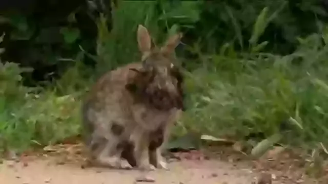 Multiple wild rabbits in Colorado have caught a nightmarish virus (Fox 8 News)