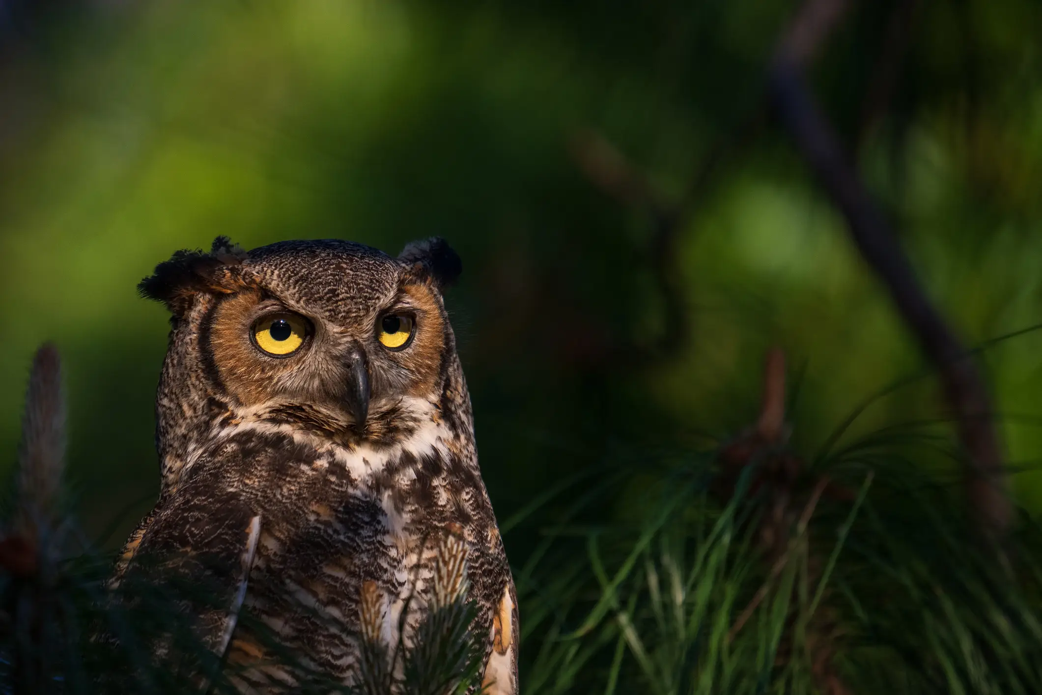 The face of an NFL fan when they realize that r/superbowl isn't about football ( Carlos A Carreno/c3.photos via Getty Images)