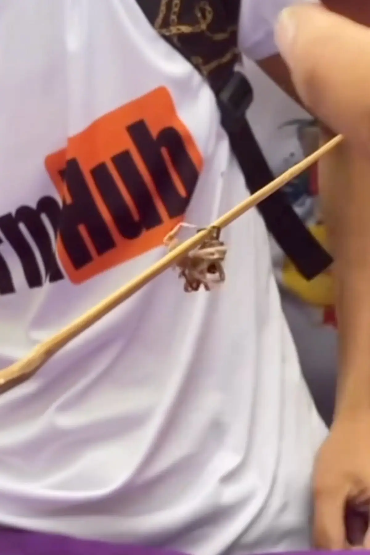 Spider wrestling is a common practice within youth culture (TikTok/@ricktastico)