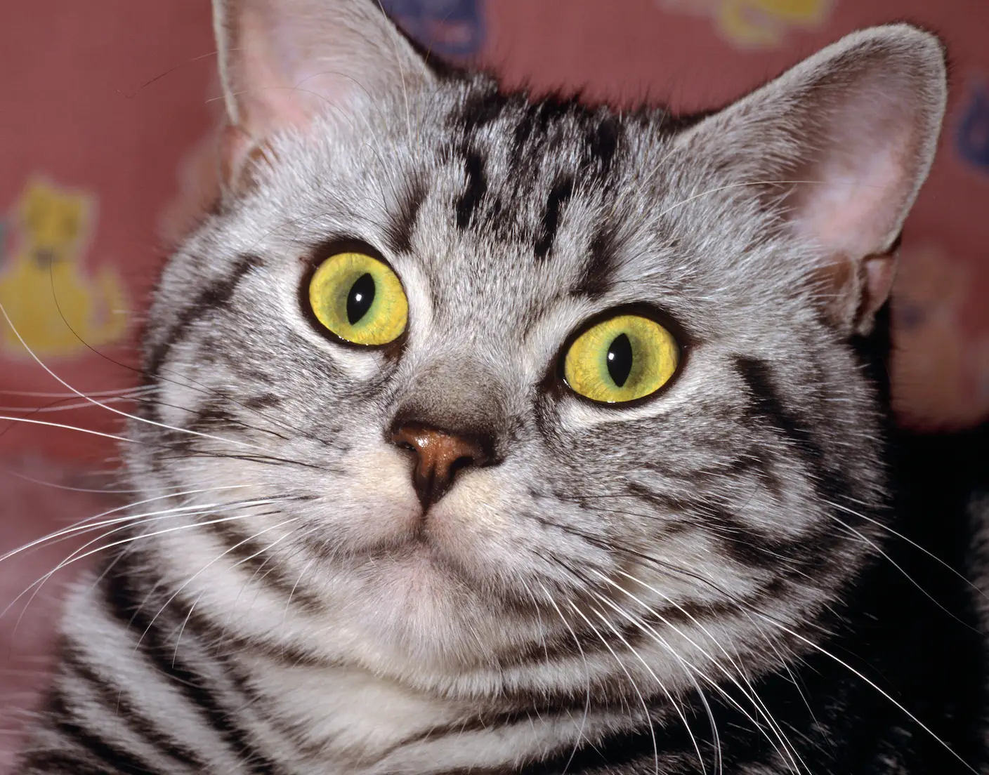 The 22-year-old wants to look like a cat.