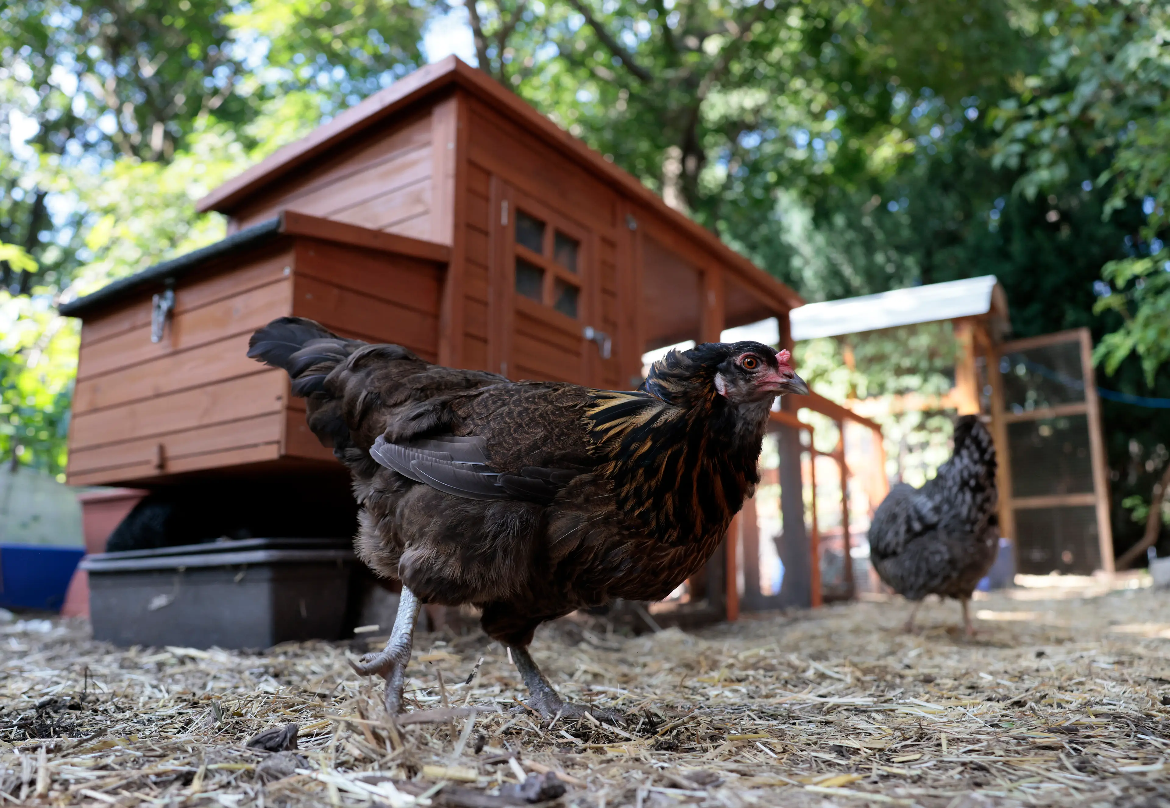 Millions of Americans have backyard chickens (Jessica Rinaldi/The Boston Globe via Getty Images)