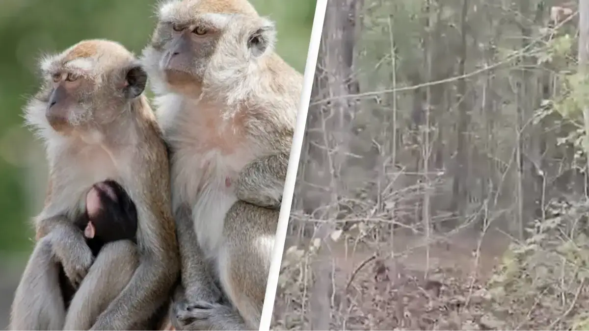 Yemassee Police Department / CBS