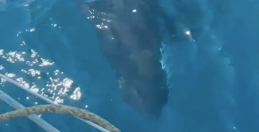 They shunted the yacht as the crew tried to drive them off.