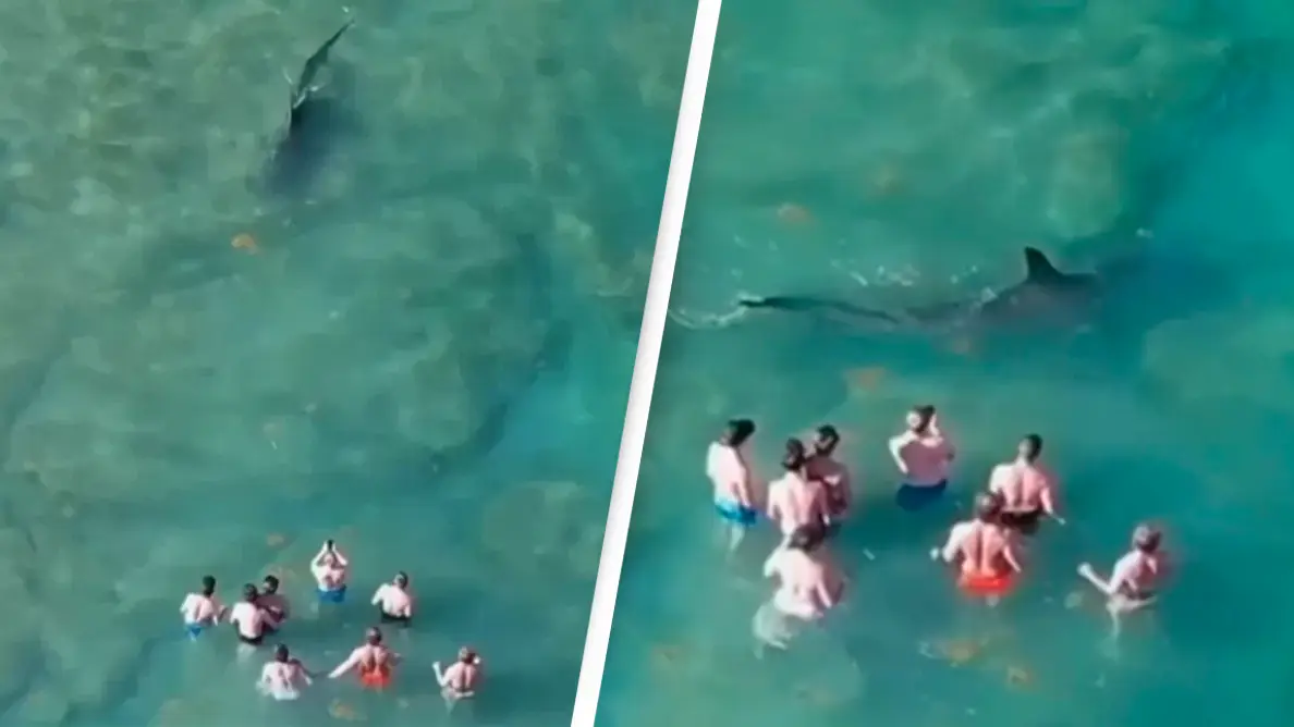 Hammerhead shark creeps up on beachgoers in terrifying drone footage