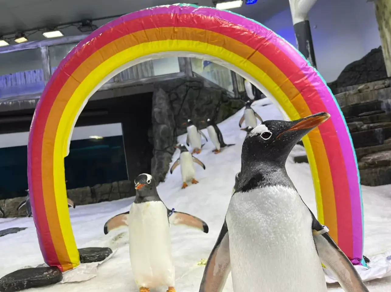 Gay penguins Magic and Sphen found love in 2018. (Sea Life Sydney)