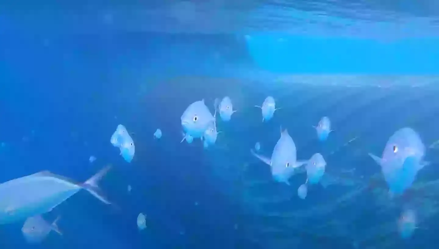 Viewers were initially delighted to see the school of fish seemingly complexed at the GoPro dropping in (Odysseas Froilan/YouTube)
