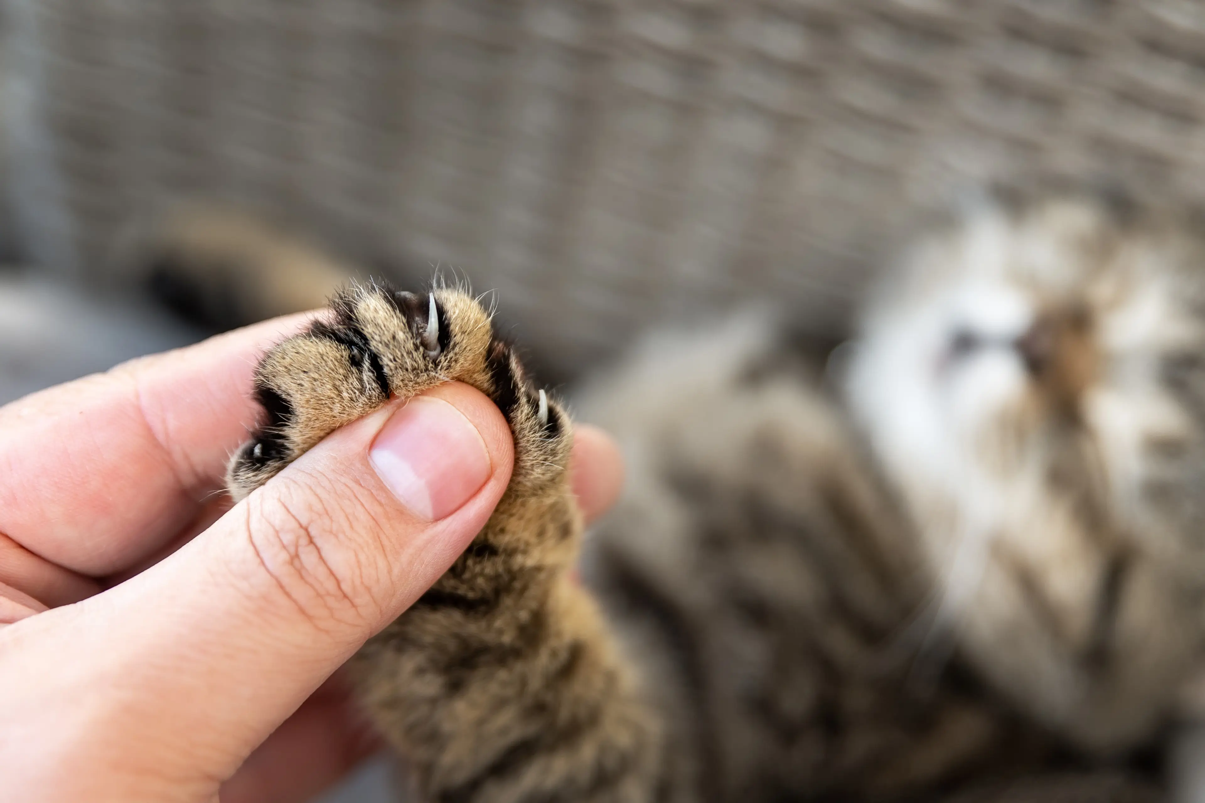 Cats can suffer mobility issued following declawing (Getty Stock Photo)
