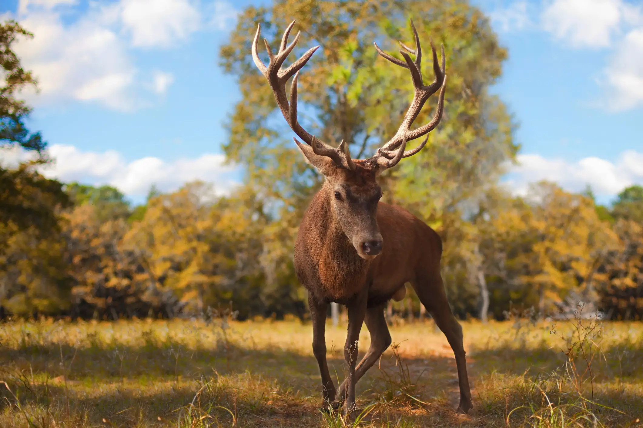 An infested elk was recently discovered in Texas (Getty Stock Image)