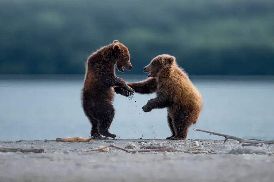 Who knew bears had their own handshakes?