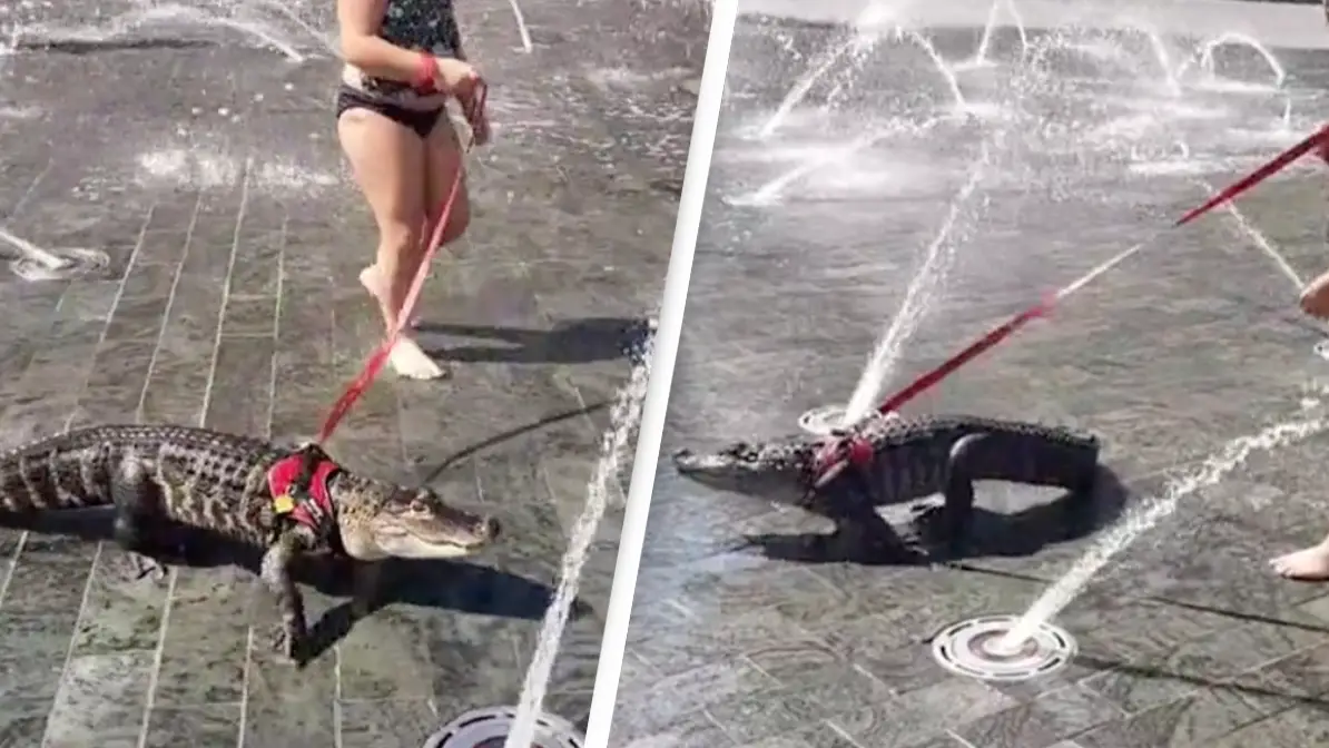 @wallythealligator/TikTok