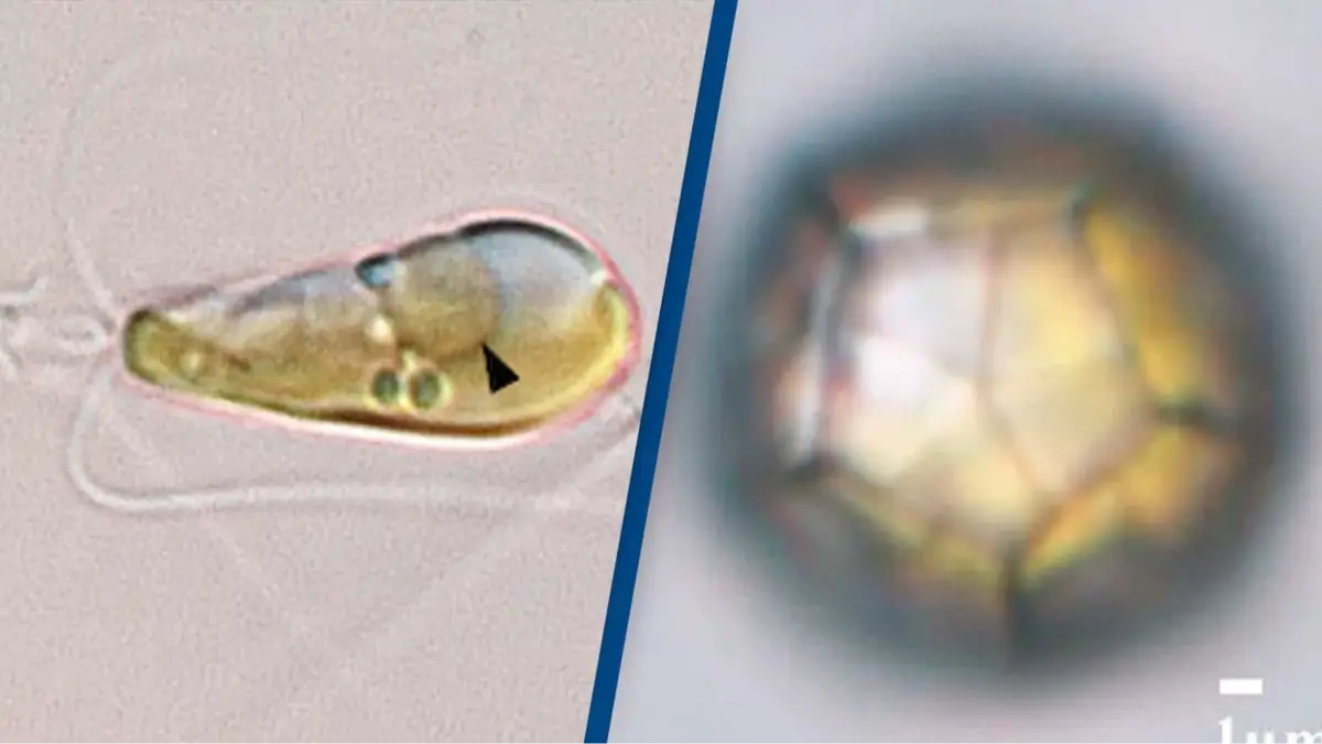 UCSC/Tyler Coale / Hagino et al, PLOS ONE 2013