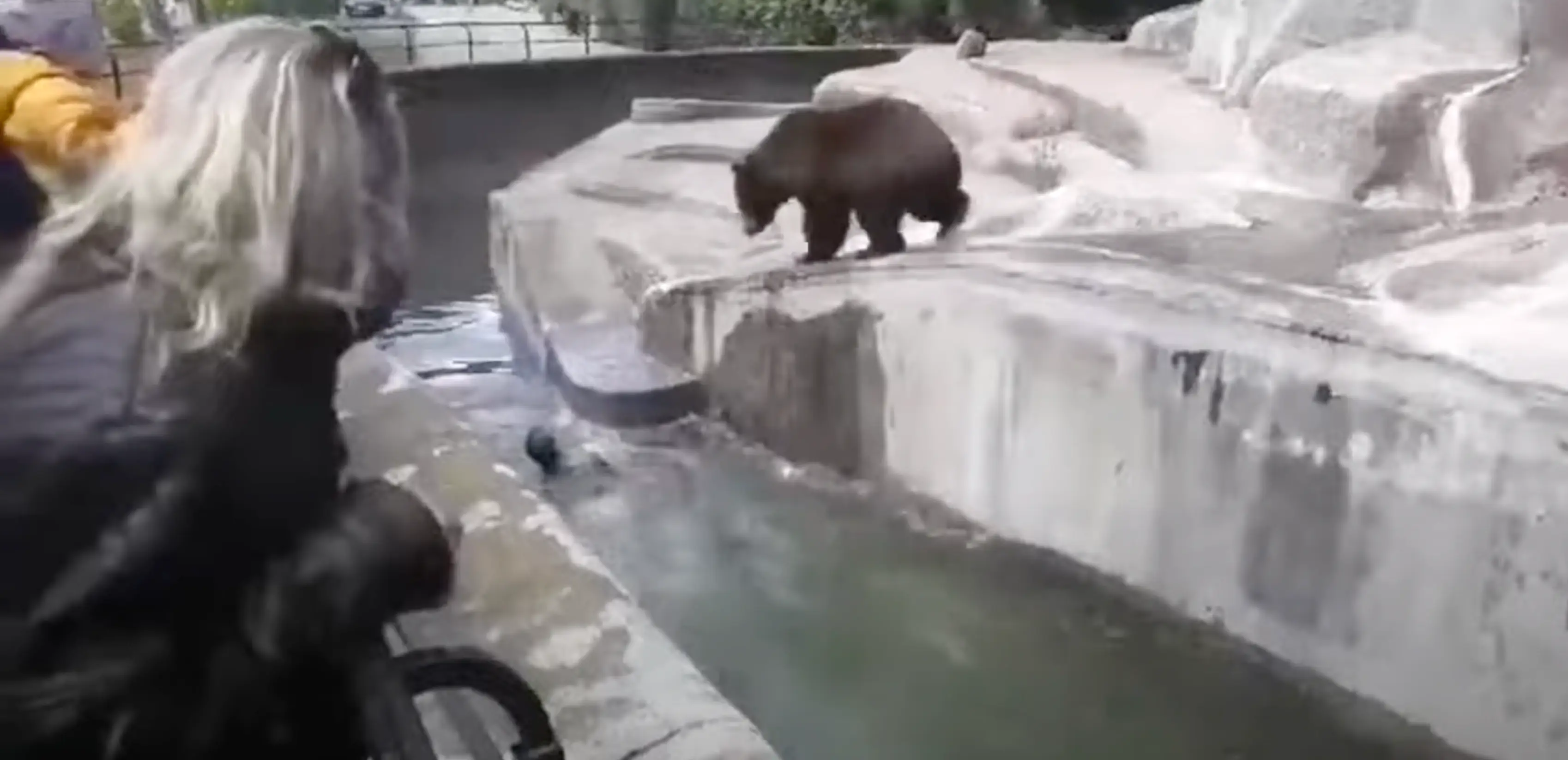 Sabina the bear stalks her intruder who jumped in the water to escape (X/wnukers)