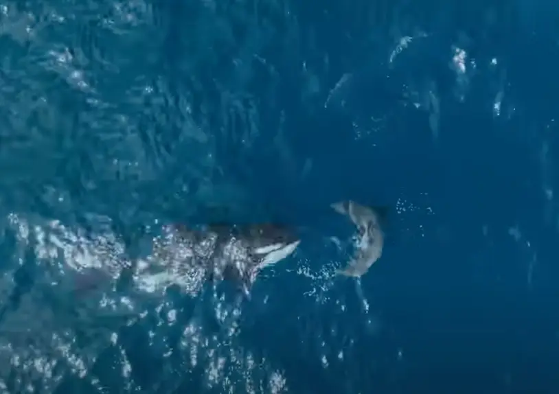 Documentary viewers found themselves stunned at just how brutal nature can be.