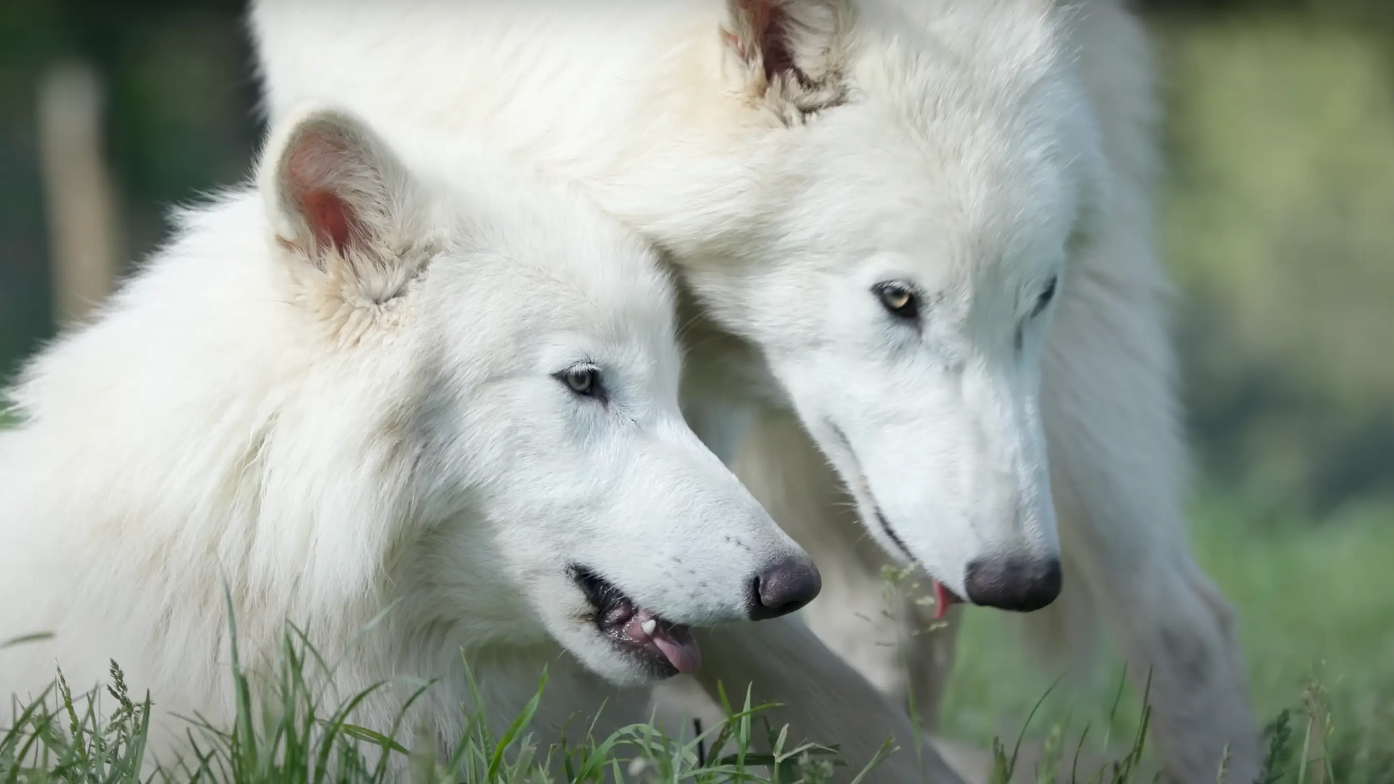 Shocking update on dire wolves brought back from extinction reveal they more than doubled in size