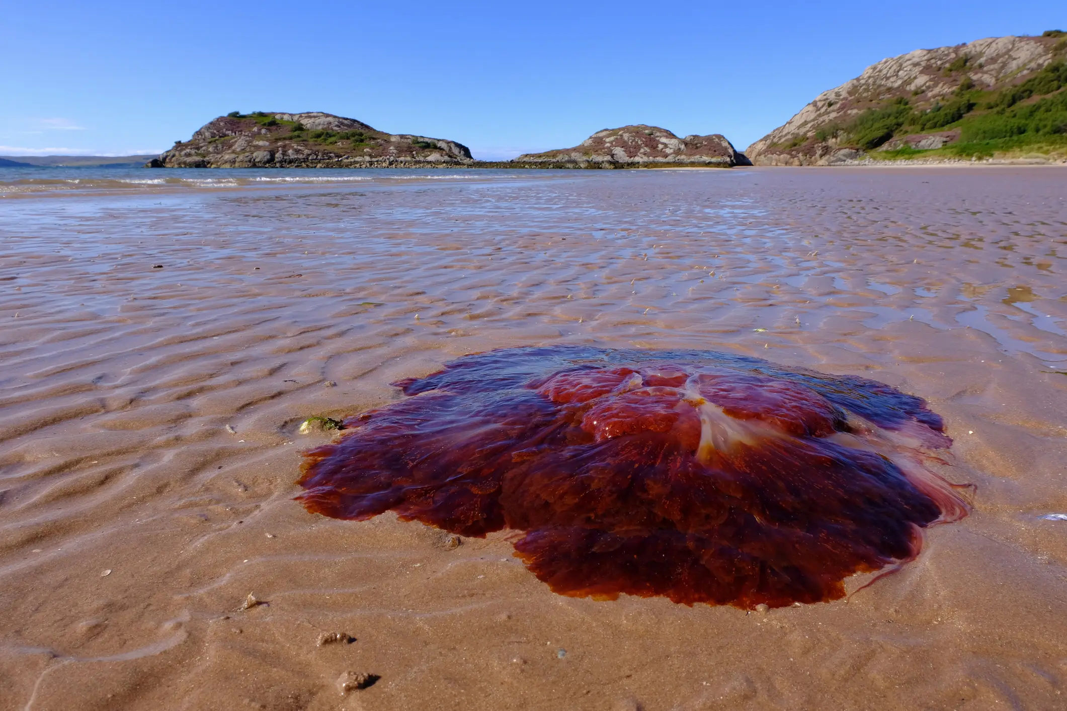 Lion's mane jellyfish have been swarming the US coast (Getty Stock Images)