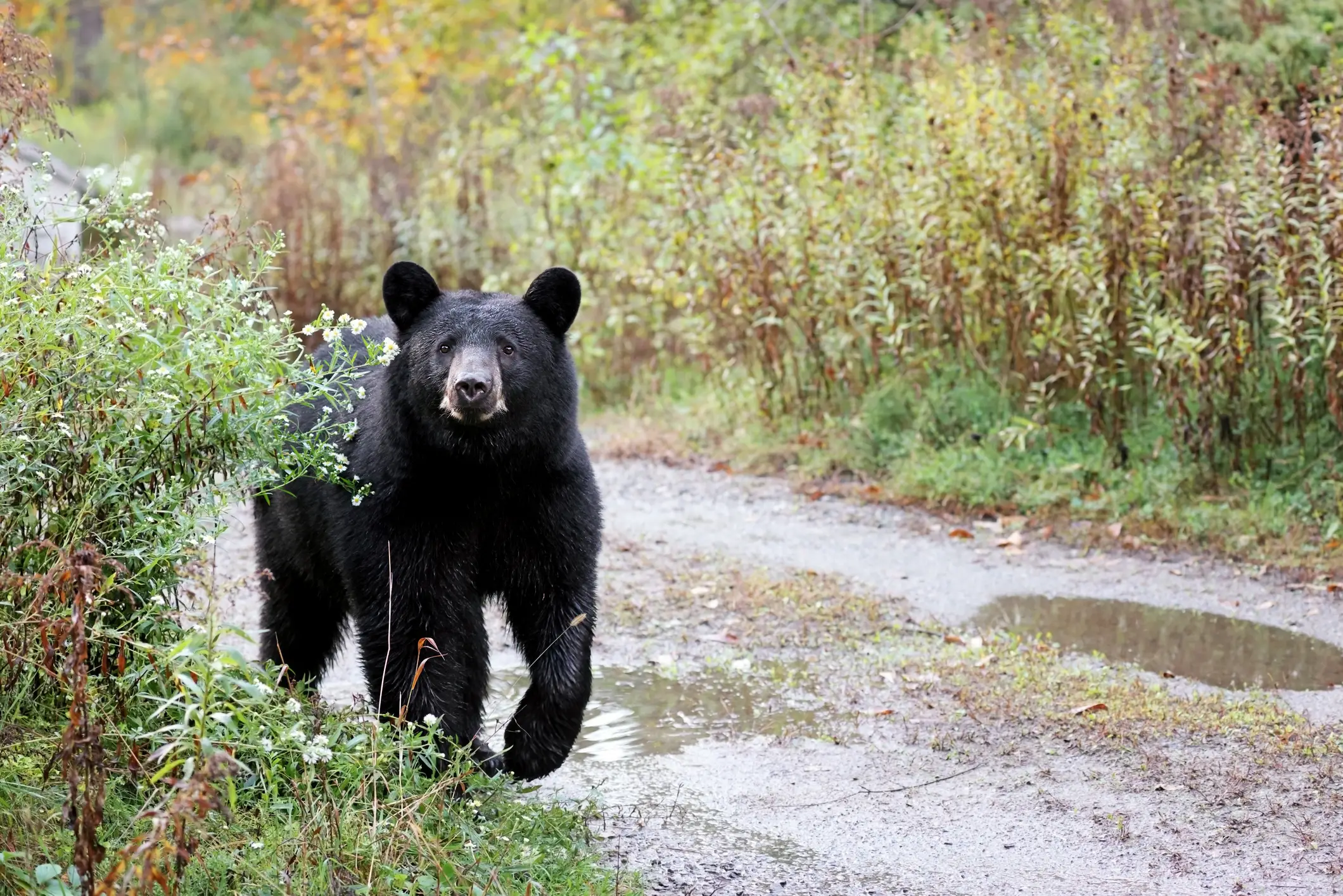 The group had been hunting a black bear similar to the one pictured here (Getty Stock Images)
