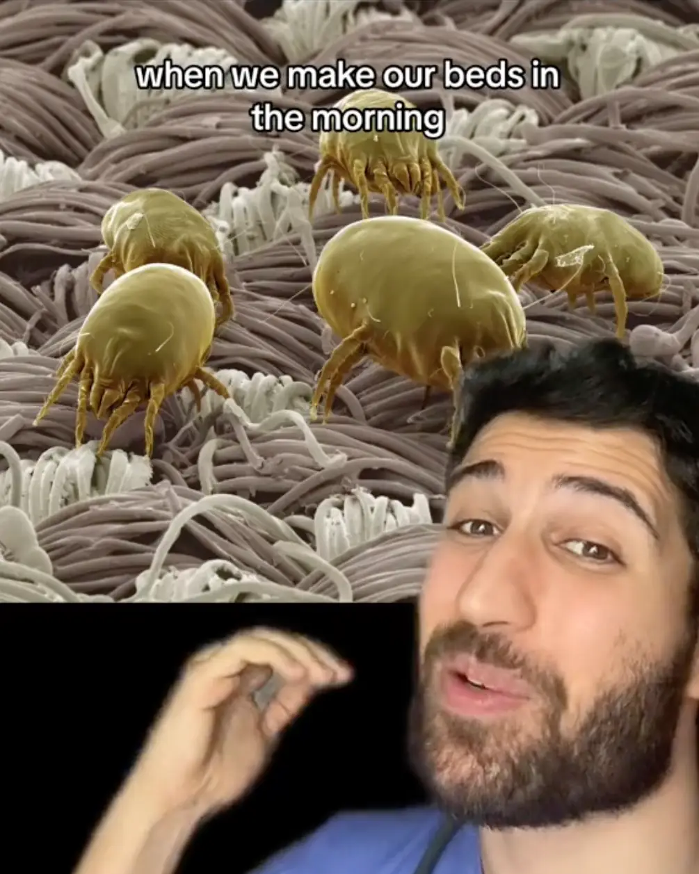 The mites live in our beds.