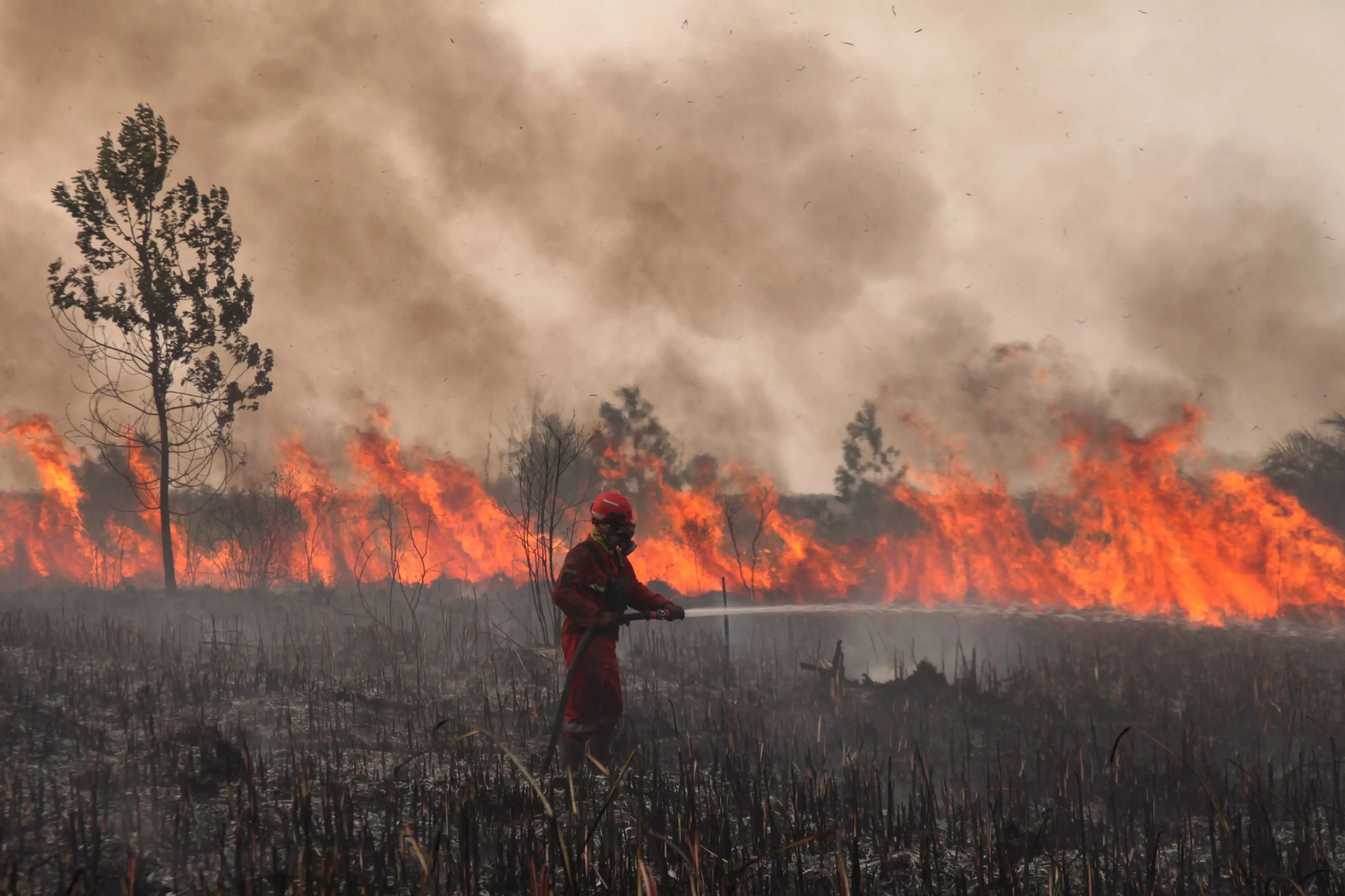 El Niño is already causing devastation (Muhammad Fajri/Anadolu via Getty Images)