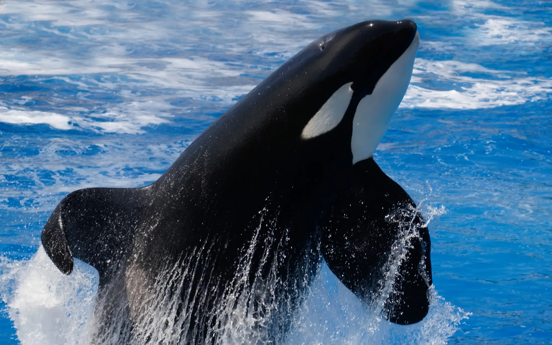 Keto (not pictured) was reportedly displaying 'aggressive behaviors' ahead of the incident. (Getty Stock Image)