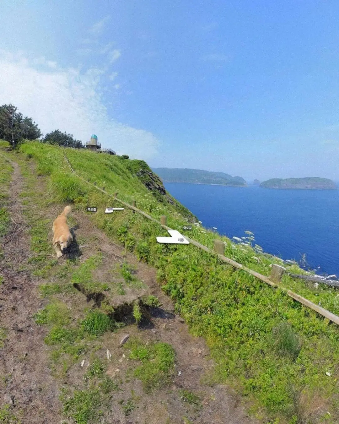 The pup surprised Google Maps viewers (Google Maps)