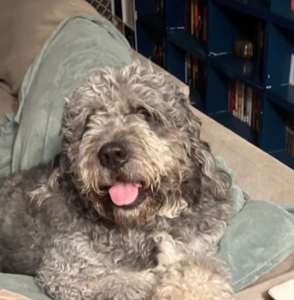 Marie Marseille celebrated the New York Knicks' win at home with her dog, a Golden Saint Berdoodle named Jamison (FOX 11 Los Angeles)