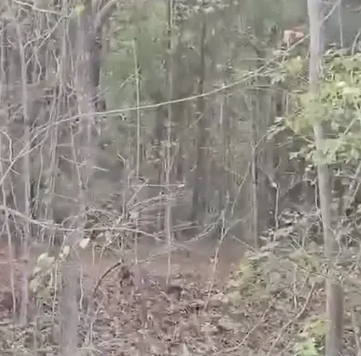 While the image is blurry, a source claimed to CBS News that they caught the monkeys on camera (CBS News)