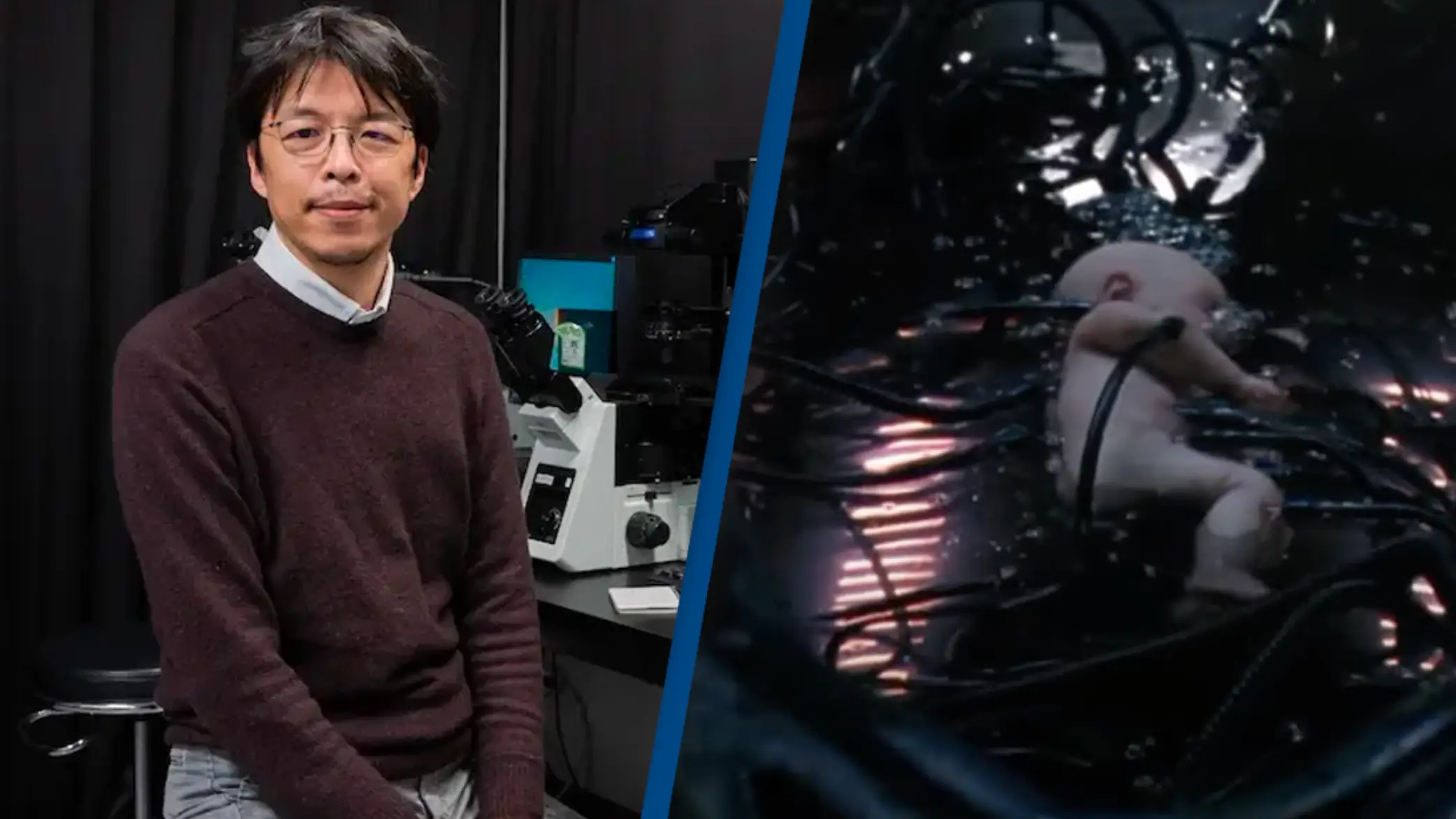 Scientists believe lab-grown babies could be a possibility by 2028